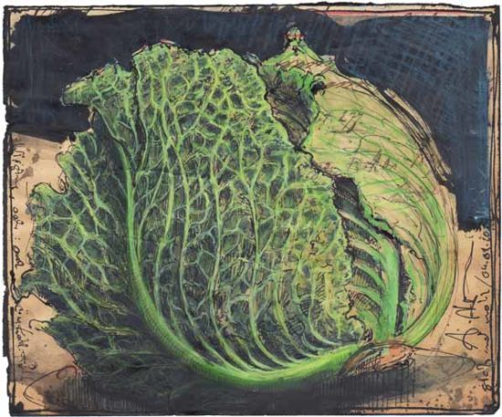 Savoy, or a cabbage feels good