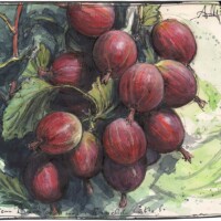 If bears-berries also had spikes