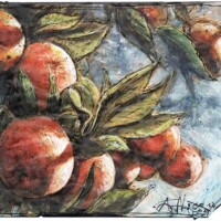 Orange tree at the late afternoon