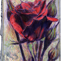 The millennial rose bush