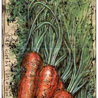 The little carrot bouquet