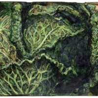 The cabbage is not completely round, but more than healthy