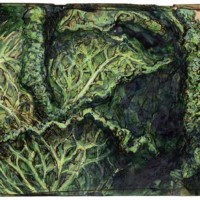 The cabbage is not completely round, but more than healthy