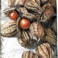 Physalis bouquet Physalis bouquet