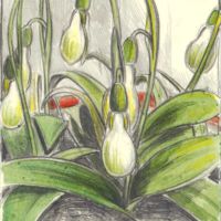Galanthus Morgana